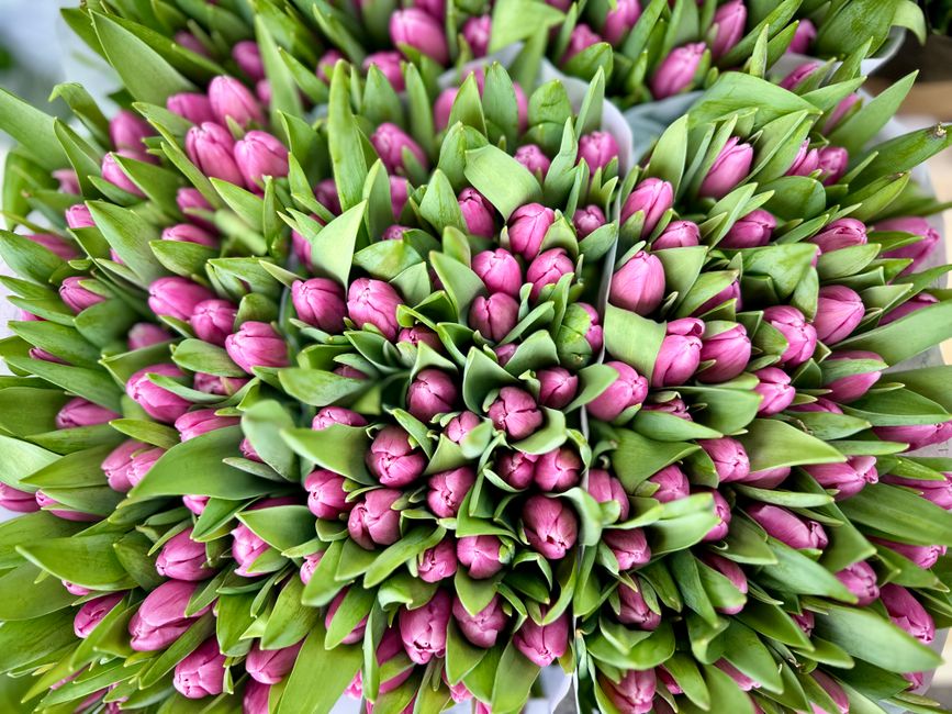 A lush, dense bouquet of fresh pink tulips with tightly closed buds and vibrant green leaves, arranged in a rounded, compact style. The tulips are wrapped in light-colored paper, and the bouquet appea