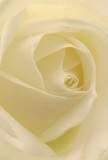 This evocative image draws you right into the embracing heart of a creamy white rose, imagined as if you're cradled within its gentle petals. Each layer unfurls in a subtle spiral, inviting tactile exploration like cool morning dew on garden roses along Norbiton's leafy avenues. The soft light illuminates the petals' translucence, allowing faint shadows to ripple through the ivory folds and create a sense of intimate depth and quiet drama. A profound peace radiates-a feeling akin to wandering through a silent neighbourhood riser, or pausing to remember a loved one by the old church. To a local florist, this rose is pure, sincere, and perfect for commemorating new beginnings, memories, or heartfelt admiration. One might imagine the delicate, sweet fragrance lingering in the air, understated yet unforgettable. Captured from this close perspective, not just the flower's form but also the thoughtful Norbiton Florist artistry and the unspoken emotion behind every bouquet are beautifully revealed.